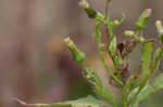 American burnweed